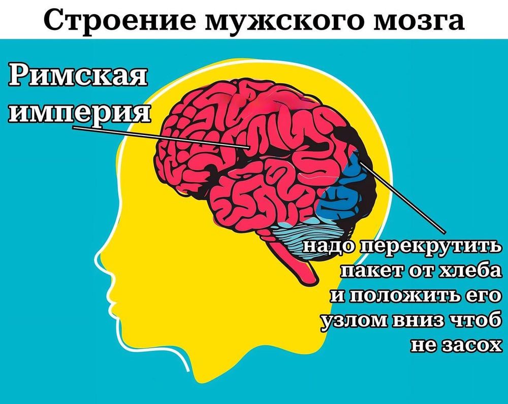 Мужской Мозг Женский Мозг Картинки