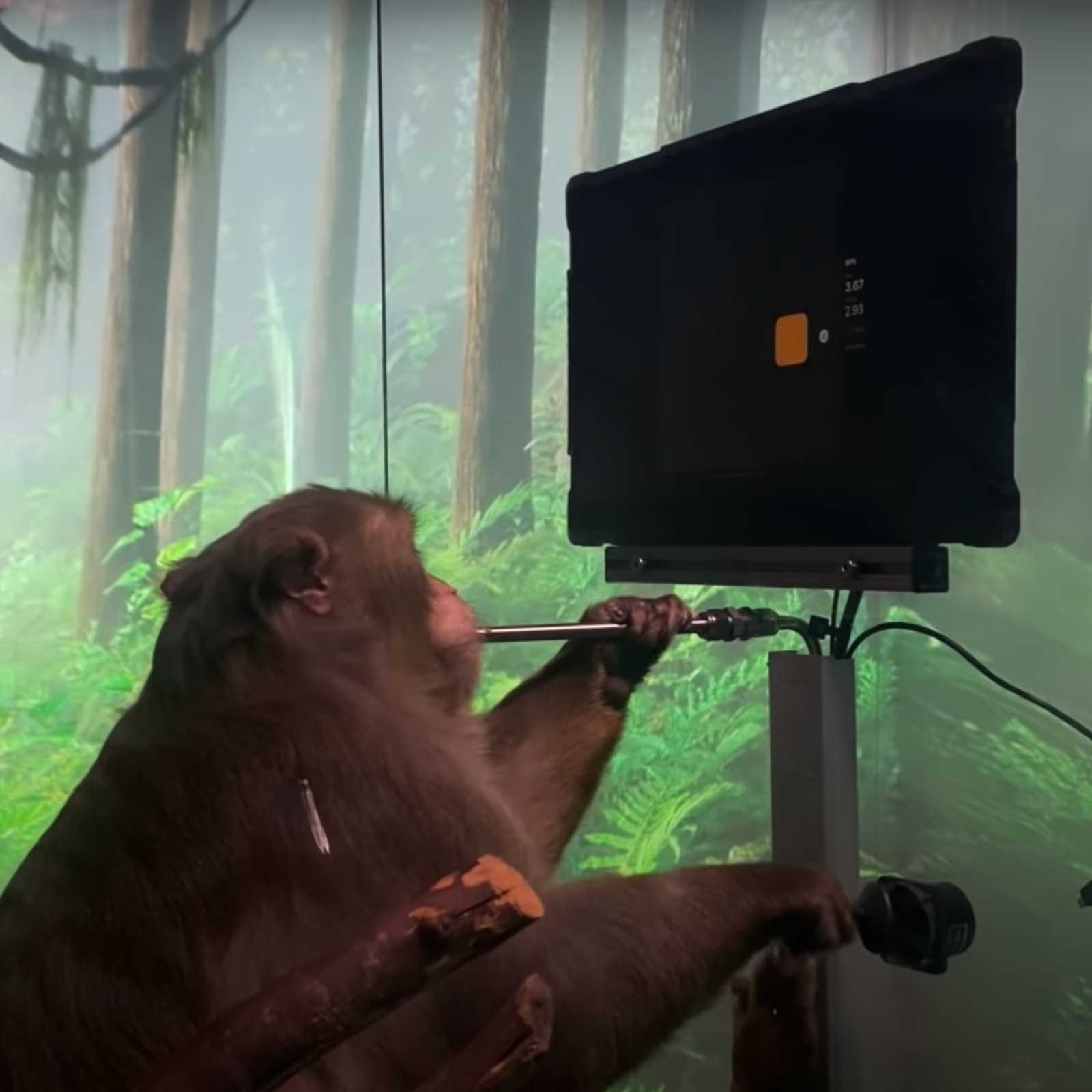 Компания Илона Маска показала видео с обезьяной-геймером