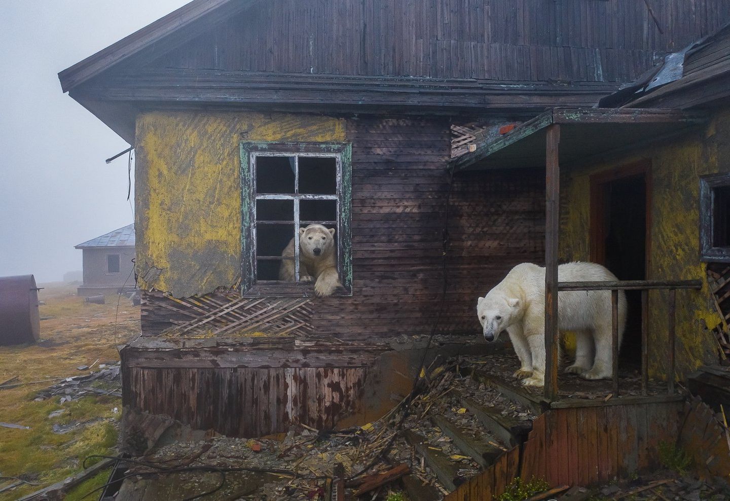 Российский фотограф стал лауреатом Drone Photo Awards 2022 благодаря белым медведям, обжившим метеостанцию