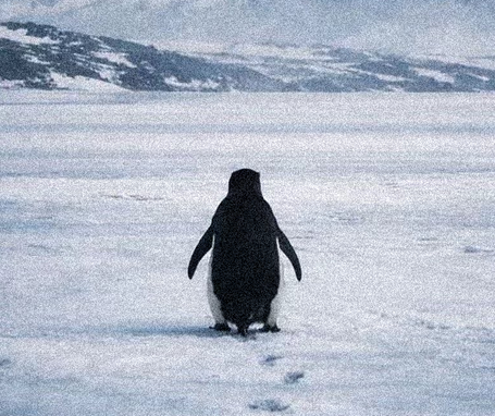 «Пингвин-нигилист» стал новым кумиром пользователей сети